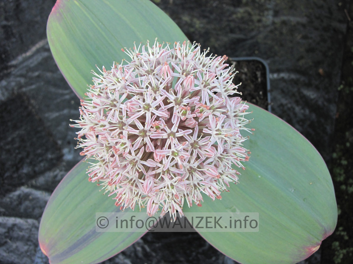 Allium karataviense - bluehend.JPG